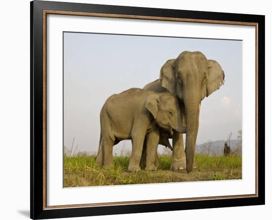 Indian Elephant Mother with 5-Day Baby and its Older Sibling, Controlled Conditions, Assam, India-T.j. Rich-Framed Photographic Print