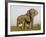 Indian Elephant Mother with 5-Day Baby and its Older Sibling, Controlled Conditions, Assam, India-T.j. Rich-Framed Photographic Print