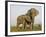 Indian Elephant Mother with 5-Day Baby and its Older Sibling, Controlled Conditions, Assam, India-T.j. Rich-Framed Photographic Print