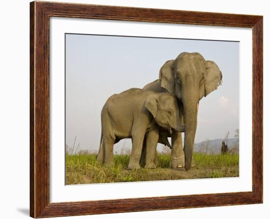 Indian Elephant Mother with 5-Day Baby and its Older Sibling, Controlled Conditions, Assam, India-T.j. Rich-Framed Photographic Print