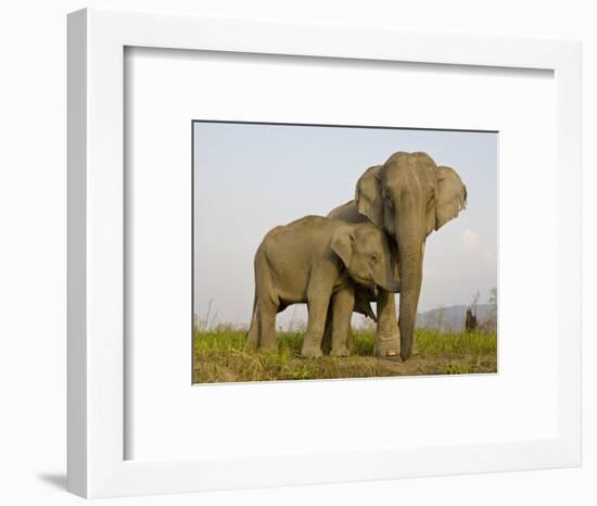 Indian Elephant Mother with 5-Day Baby and its Older Sibling, Controlled Conditions, Assam, India-T.j. Rich-Framed Photographic Print