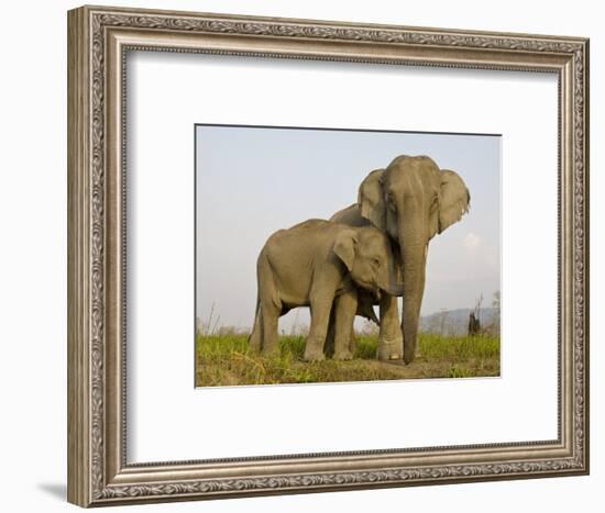 Indian Elephant Mother with 5-Day Baby and its Older Sibling, Controlled Conditions, Assam, India-T.j. Rich-Framed Photographic Print