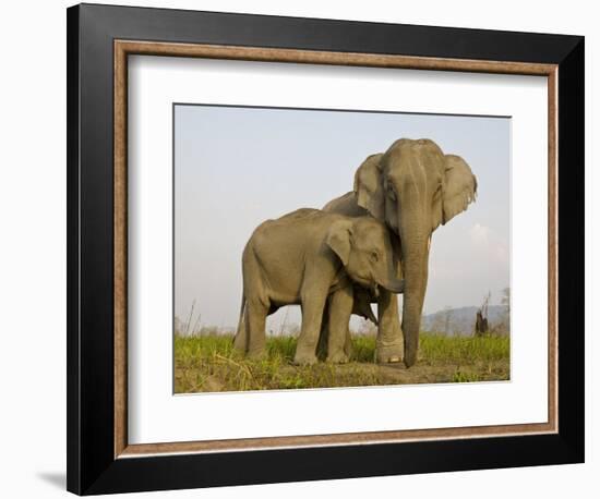 Indian Elephant Mother with 5-Day Baby and its Older Sibling, Controlled Conditions, Assam, India-T.j. Rich-Framed Photographic Print