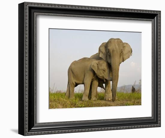 Indian Elephant Mother with 5-Day Baby and its Older Sibling, Controlled Conditions, Assam, India-T.j. Rich-Framed Photographic Print