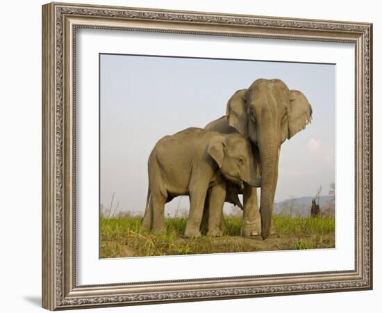 Indian Elephant Mother with 5-Day Baby and its Older Sibling, Controlled Conditions, Assam, India-T.j. Rich-Framed Photographic Print