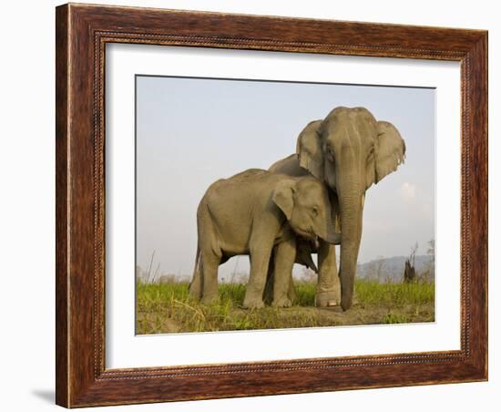 Indian Elephant Mother with 5-Day Baby and its Older Sibling, Controlled Conditions, Assam, India-T.j. Rich-Framed Photographic Print