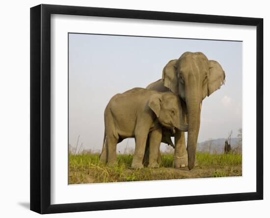 Indian Elephant Mother with 5-Day Baby and its Older Sibling, Controlled Conditions, Assam, India-T.j. Rich-Framed Photographic Print