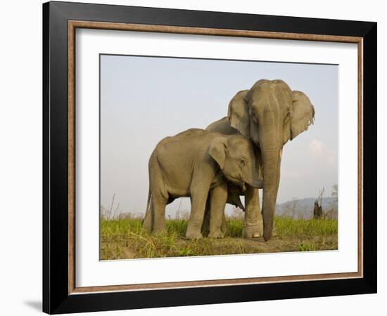 Indian Elephant Mother with 5-Day Baby and its Older Sibling, Controlled Conditions, Assam, India-T.j. Rich-Framed Photographic Print