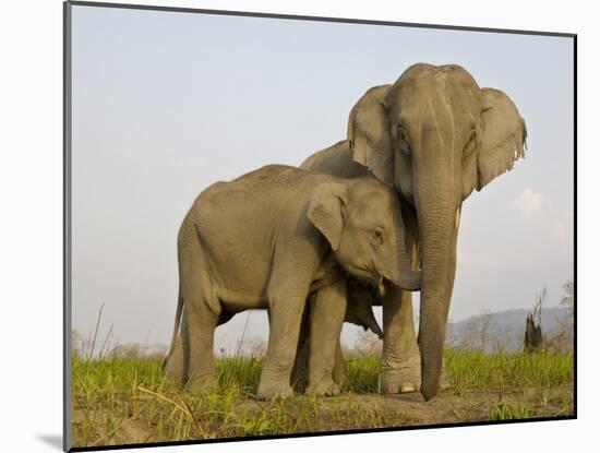 Indian Elephant Mother with 5-Day Baby and its Older Sibling, Controlled Conditions, Assam, India-T.j. Rich-Mounted Photographic Print