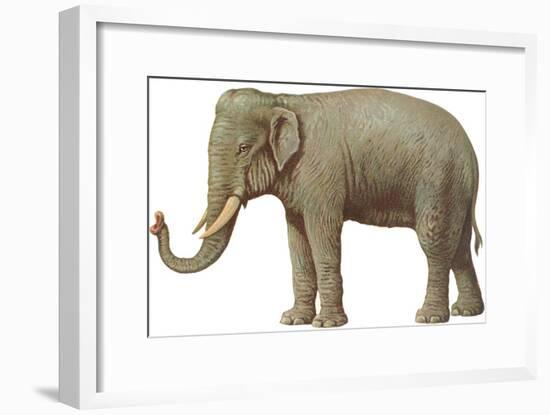 Indian Elephant-null-Framed Art Print