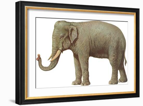 Indian Elephant-null-Framed Art Print