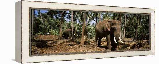 Indian Elephants in a Sanctuary, Punnathurkotta, Guruvayur, Kerala, India-null-Framed Premier Image Canvas