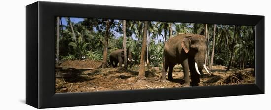 Indian Elephants in a Sanctuary, Punnathurkotta, Guruvayur, Kerala, India-null-Framed Premier Image Canvas