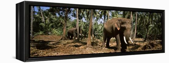 Indian Elephants in a Sanctuary, Punnathurkotta, Guruvayur, Kerala, India-null-Framed Premier Image Canvas