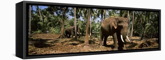 Indian Elephants in a Sanctuary, Punnathurkotta, Guruvayur, Kerala, India-null-Framed Premier Image Canvas