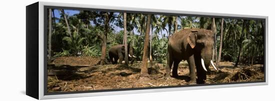 Indian Elephants in a Sanctuary, Punnathurkotta, Guruvayur, Kerala, India-null-Framed Premier Image Canvas