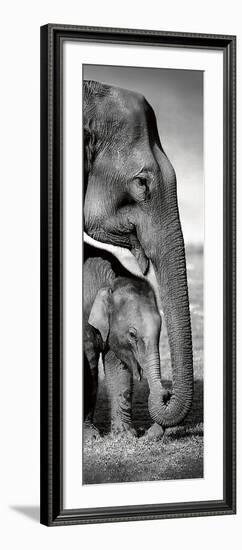 Indian Elephants-Danita Delimont-Framed Art Print