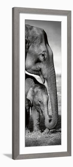 Indian Elephants-Danita Delimont-Framed Art Print