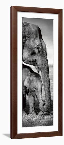 Indian Elephants-Danita Delimont-Framed Art Print