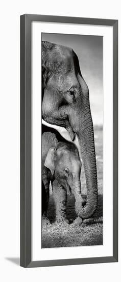 Indian Elephants-Danita Delimont-Framed Art Print