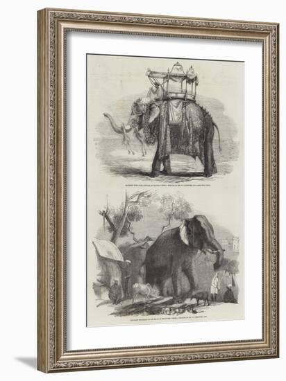 Indian Elephants-William Carpenter-Framed Giclee Print