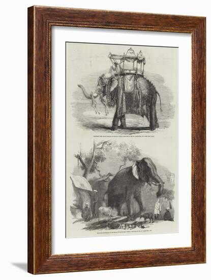 Indian Elephants-William Carpenter-Framed Giclee Print