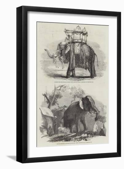 Indian Elephants-William Carpenter-Framed Giclee Print