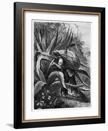 Indian Extracting Pulque, Mexico, 19th Century-Edouard Riou-Framed Giclee Print