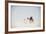 Indian Family Enjoying a Camel Ride in the White Desert-Annie Owen-Framed Photographic Print