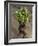 Indian Farmer Carries Cucumbers to Sell in the Market on the Outskirts of Allahabad, India-null-Framed Photographic Print