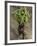 Indian Farmer Carries Cucumbers to Sell in the Market on the Outskirts of Allahabad, India-null-Framed Photographic Print