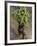 Indian Farmer Carries Cucumbers to Sell in the Market on the Outskirts of Allahabad, India-null-Framed Photographic Print