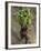 Indian Farmer Carries Cucumbers to Sell in the Market on the Outskirts of Allahabad, India-null-Framed Photographic Print