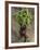 Indian Farmer Carries Cucumbers to Sell in the Market on the Outskirts of Allahabad, India-null-Framed Photographic Print