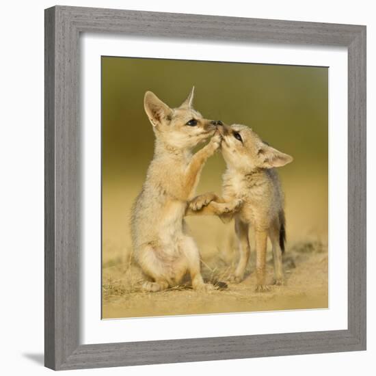 Indian fox pups at play by a den, Kutch, Gujarat, India-Sandesh Kadur-Framed Photographic Print