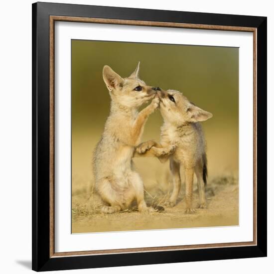 Indian fox pups at play by a den, Kutch, Gujarat, India-Sandesh Kadur-Framed Photographic Print