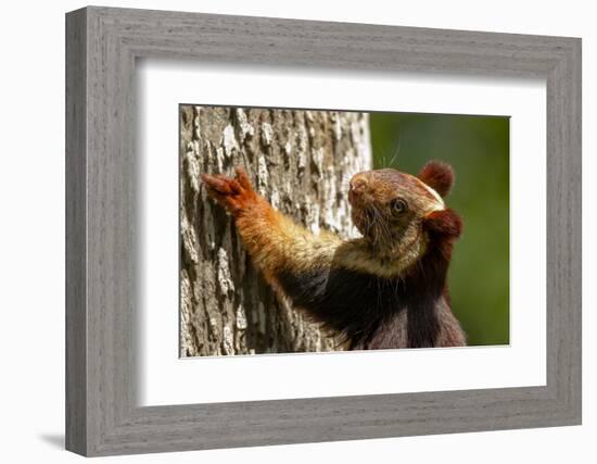 Indian giant squirrel (Ratufa indica)  Kaziranga National Park, Assam, India-Sandesh Kadur-Framed Photographic Print