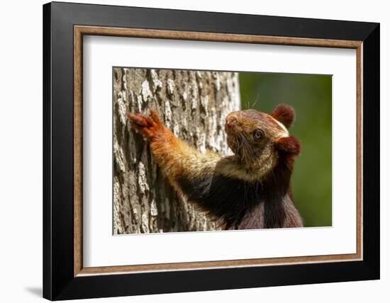 Indian giant squirrel (Ratufa indica)  Kaziranga National Park, Assam, India-Sandesh Kadur-Framed Photographic Print