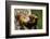 Indian giant squirrel (Ratufa indica)  Kaziranga National Park, Assam, India-Sandesh Kadur-Framed Photographic Print