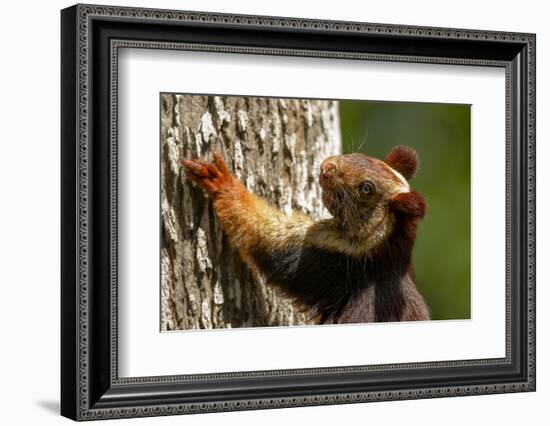 Indian giant squirrel (Ratufa indica)  Kaziranga National Park, Assam, India-Sandesh Kadur-Framed Photographic Print