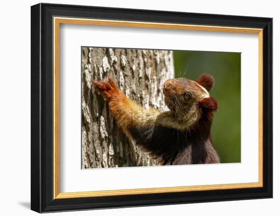 Indian giant squirrel (Ratufa indica)  Kaziranga National Park, Assam, India-Sandesh Kadur-Framed Photographic Print