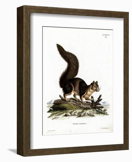 Indian Giant Squirrel-null-Framed Giclee Print