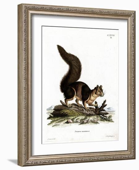 Indian Giant Squirrel-null-Framed Giclee Print