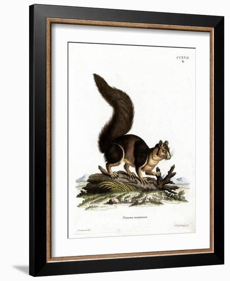 Indian Giant Squirrel-null-Framed Giclee Print