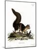Indian Giant Squirrel-null-Mounted Giclee Print