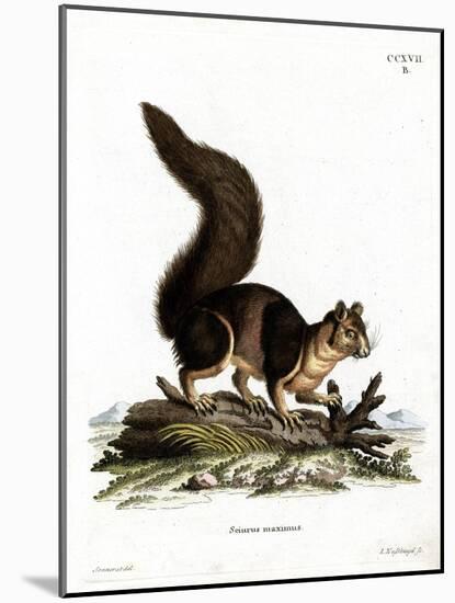 Indian Giant Squirrel-null-Mounted Giclee Print