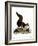 Indian Giant Squirrel-null-Framed Giclee Print