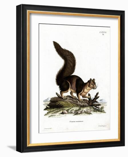 Indian Giant Squirrel-null-Framed Giclee Print