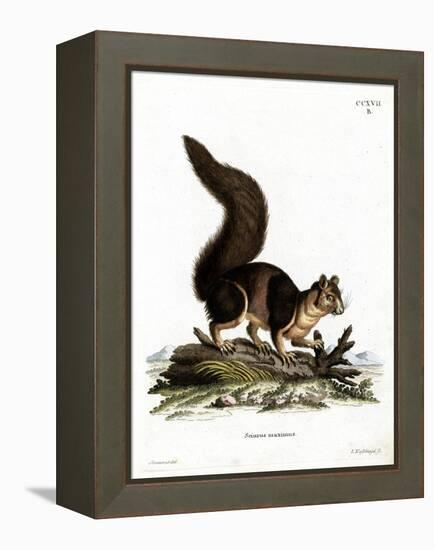 Indian Giant Squirrel-null-Framed Premier Image Canvas