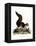 Indian Giant Squirrel-null-Framed Premier Image Canvas